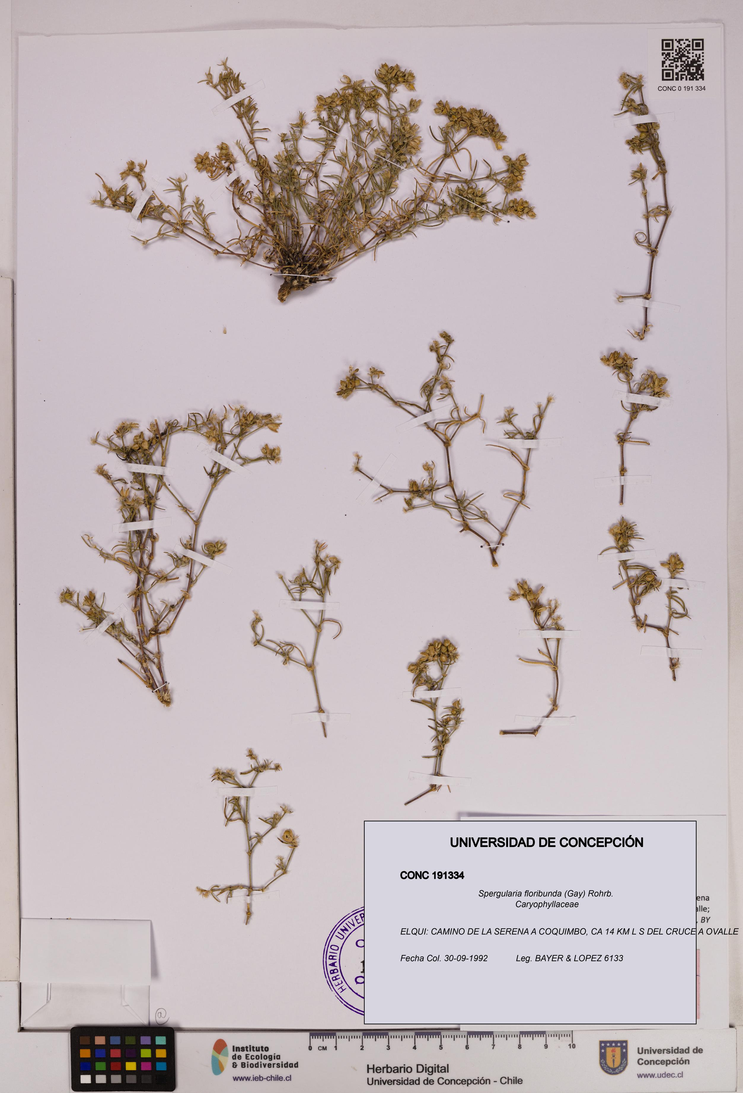 Spergularia floribunda [Espécimen: UDEC:CONC:0191334]