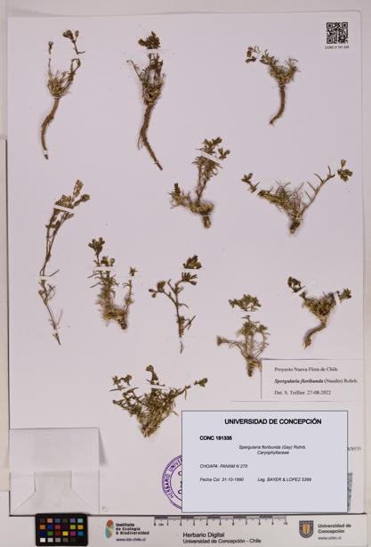 Spergularia floribunda [Espécimen: UDEC:CONC:0191335]