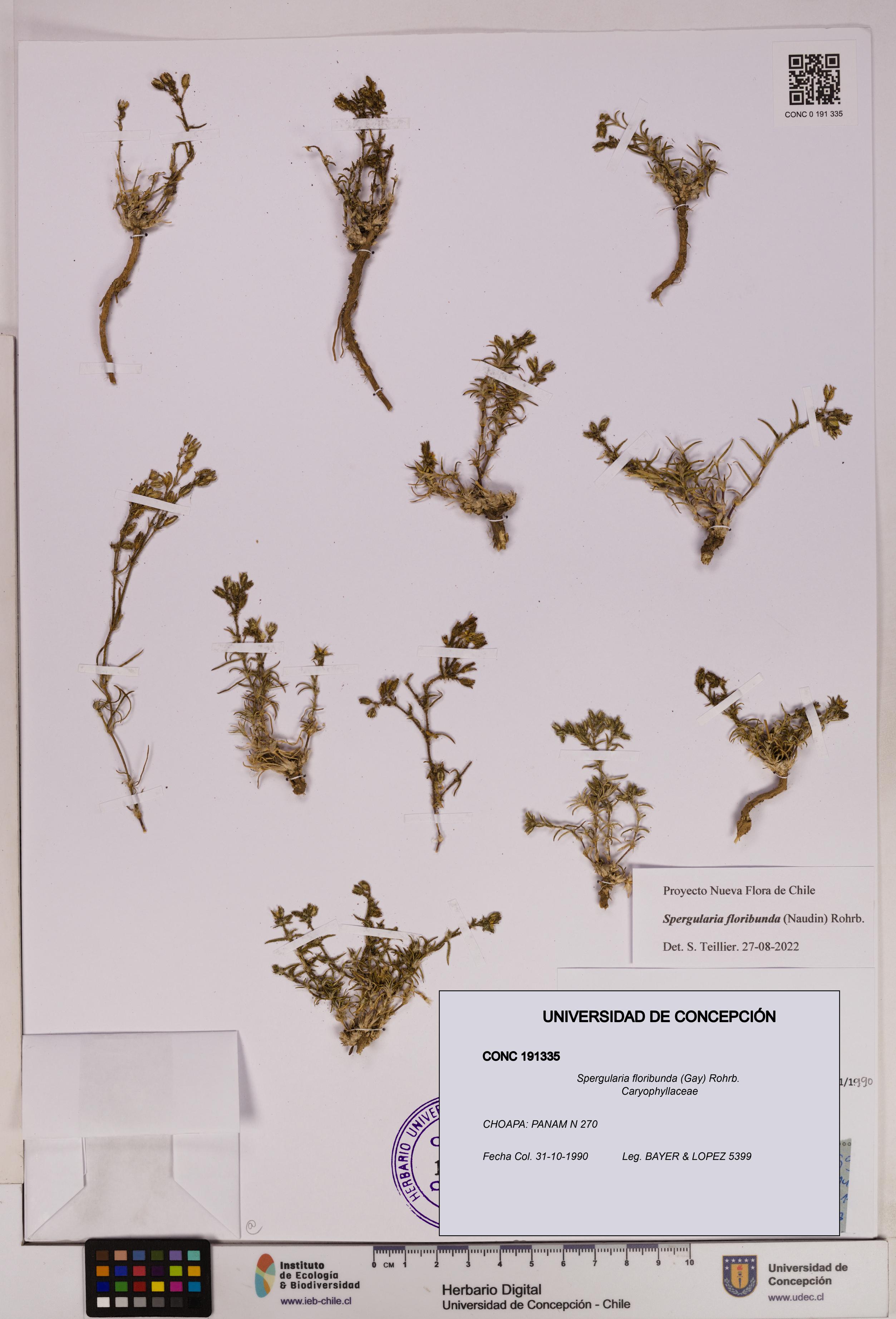 Spergularia floribunda [Espécimen: UDEC:CONC:0191335]