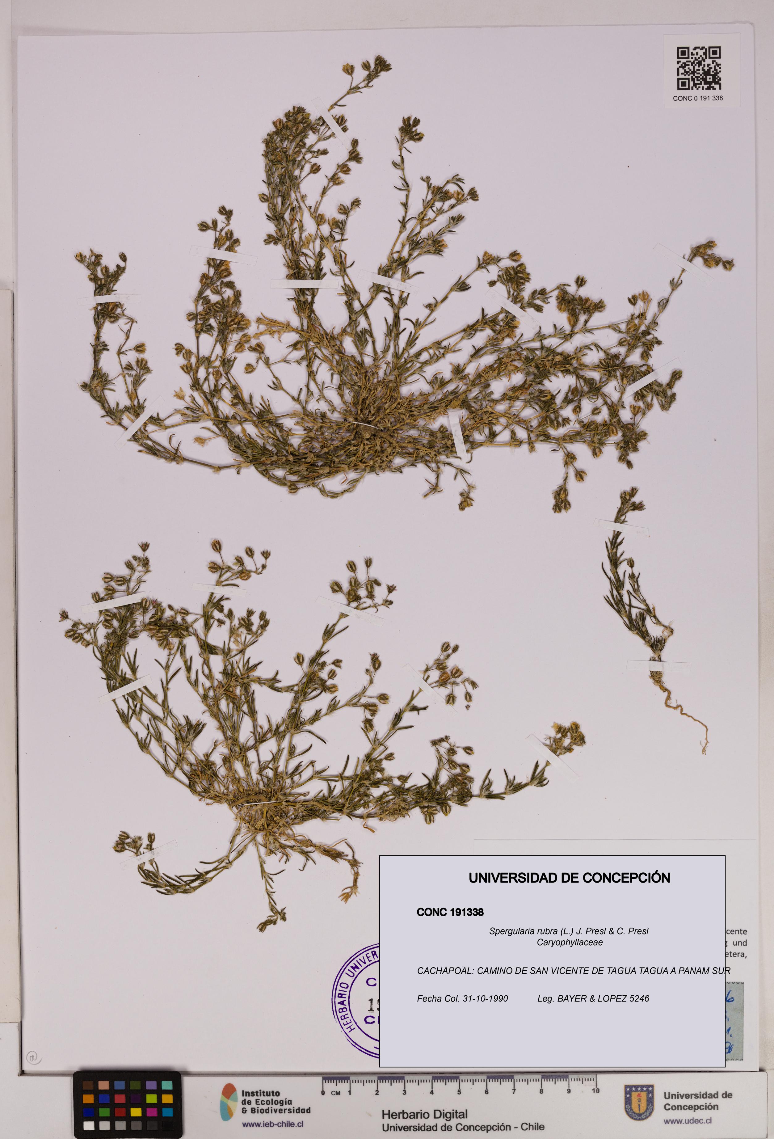 Spergularia rubra [Espécimen: UDEC:CONC:0191338]