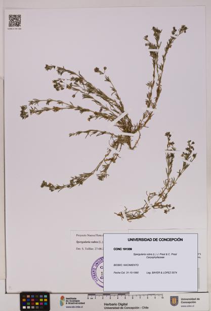 Spergularia rubra [Espécimen: UDEC:CONC:0191339]