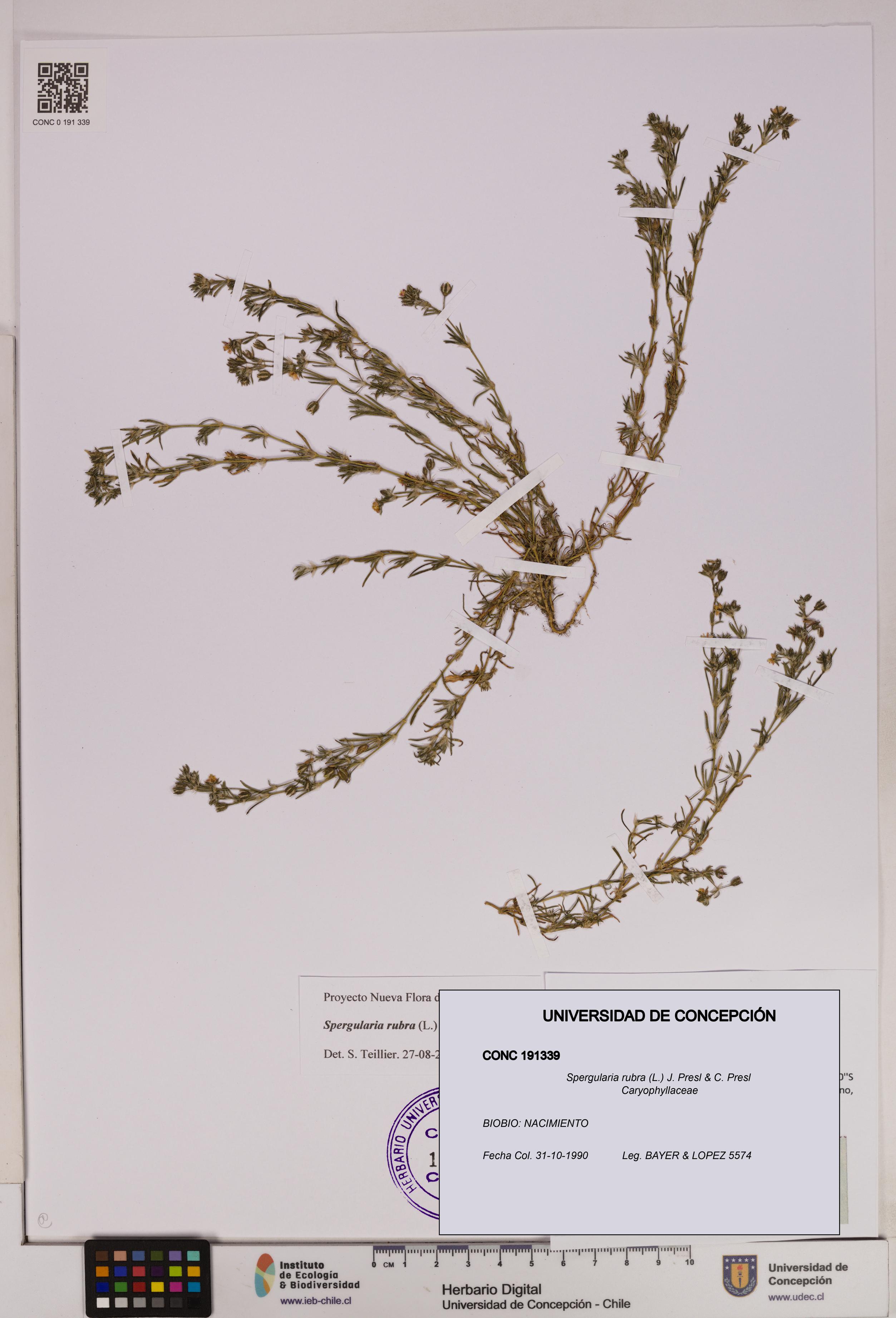 Spergularia rubra [Espécimen: UDEC:CONC:0191339]