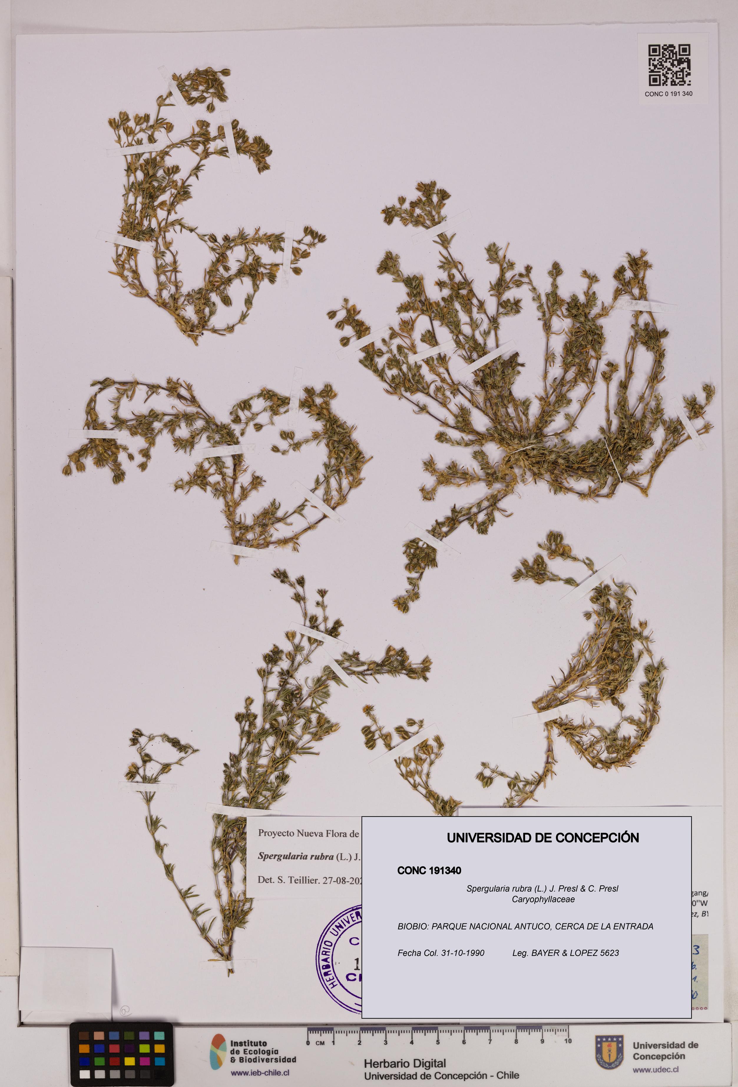Spergularia rubra [Espécimen: UDEC:CONC:0191340]