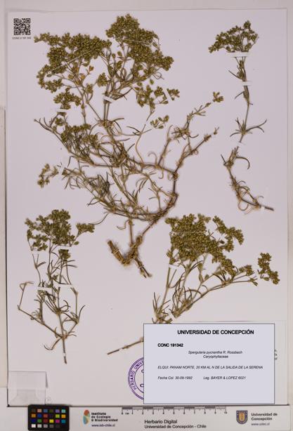 Spergularia pycnantha [Espécimen: UDEC:CONC:0191342]