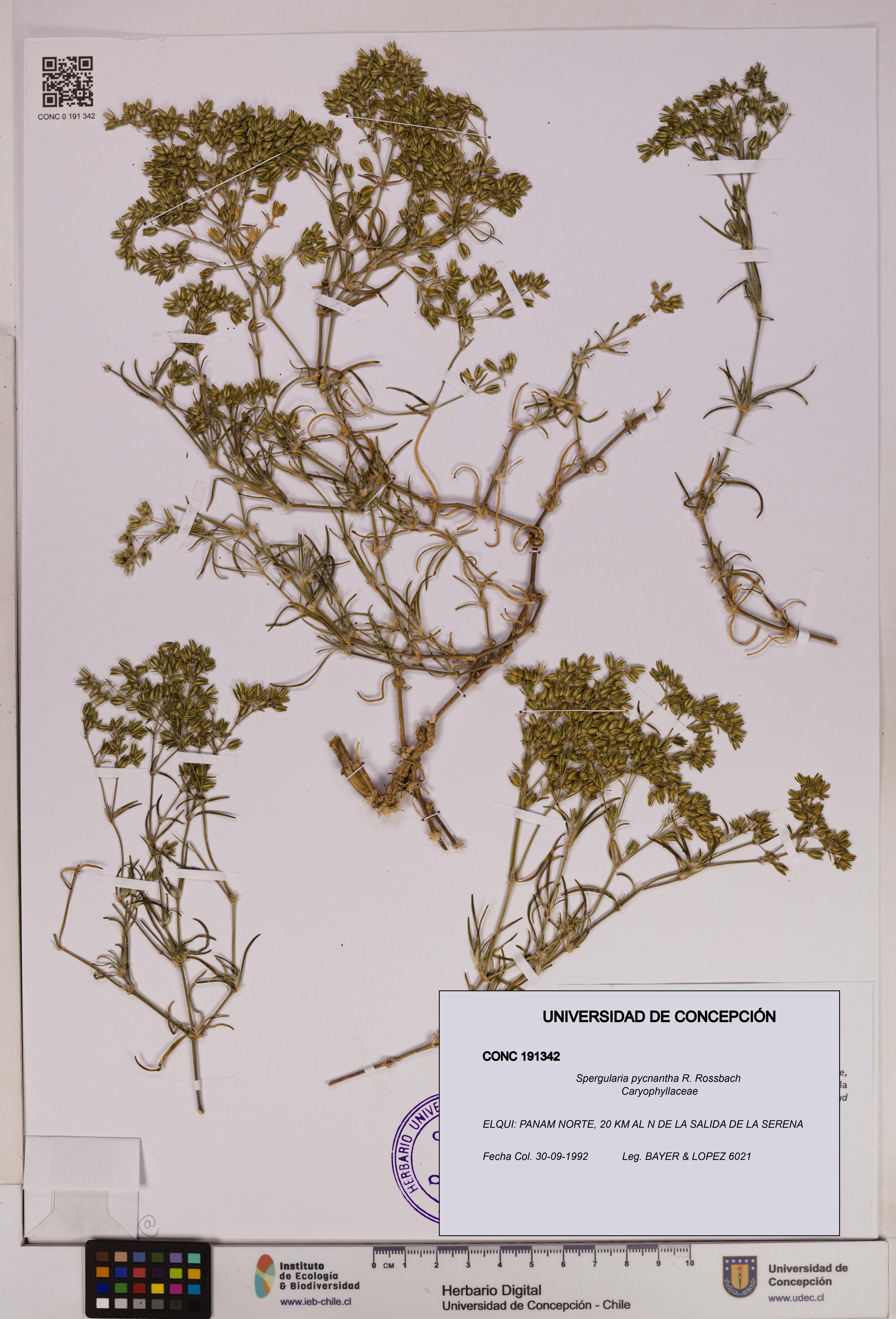 Spergularia pycnantha [Espécimen: UDEC:CONC:0191342]