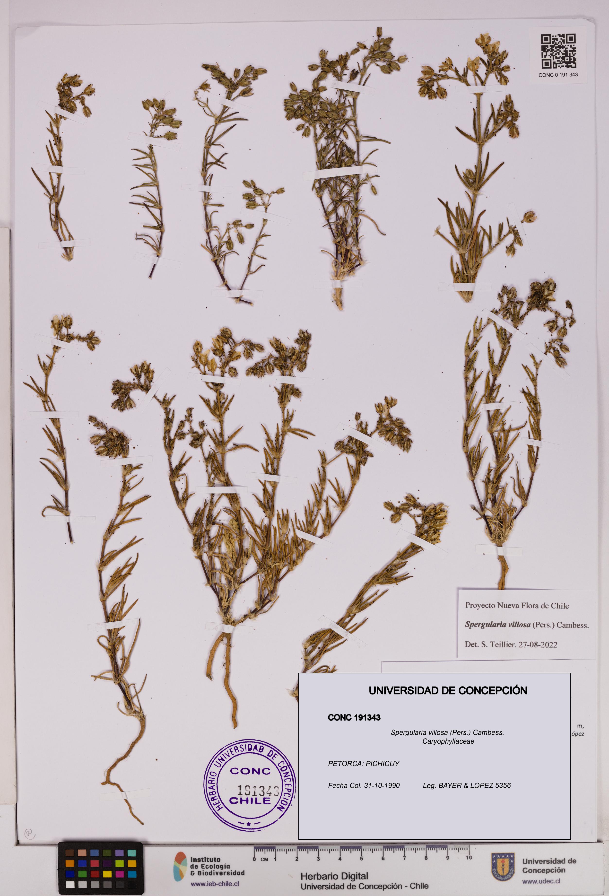 Spergularia villosa [Espécimen: UDEC:CONC:0191343]
