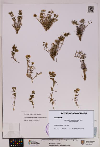 Spergularia floribunda [Espécimen: UDEC:CONC:0191344]