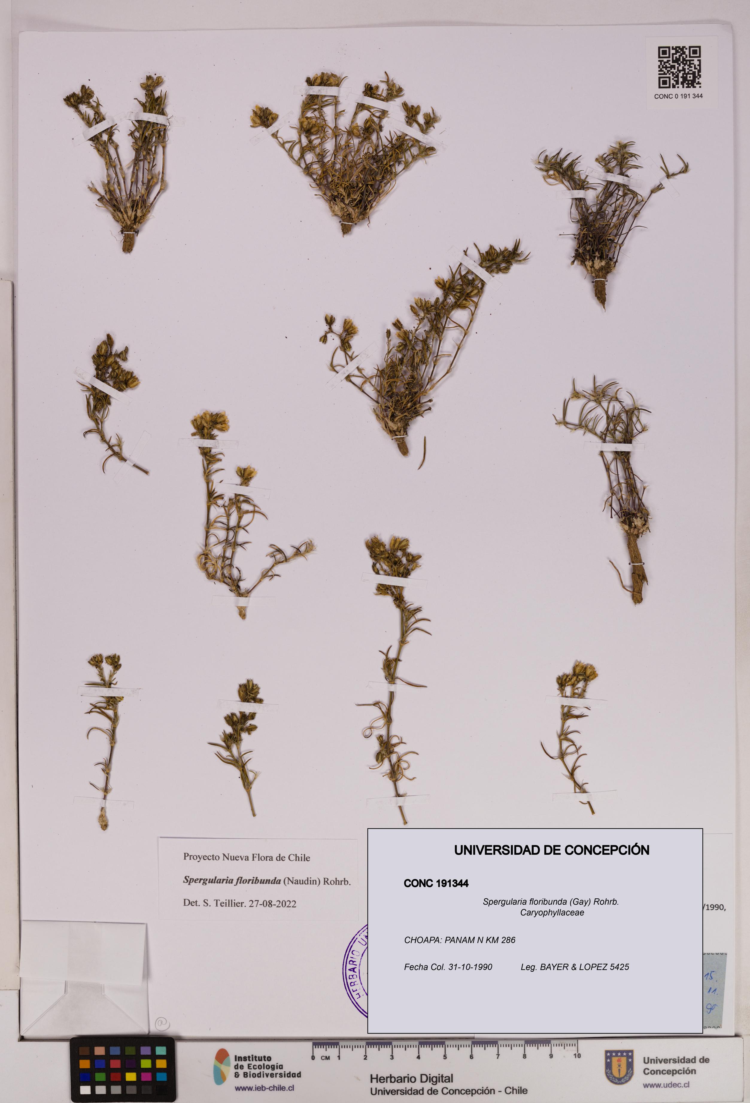 Spergularia floribunda [Espécimen: UDEC:CONC:0191344]
