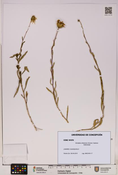 Grindelia chiloensis [Espécimen: UDEC:CONC:0191374]
