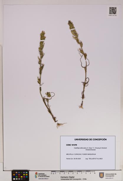 Castilleja attenuata [Espécimen: UDEC:CONC:0191376]