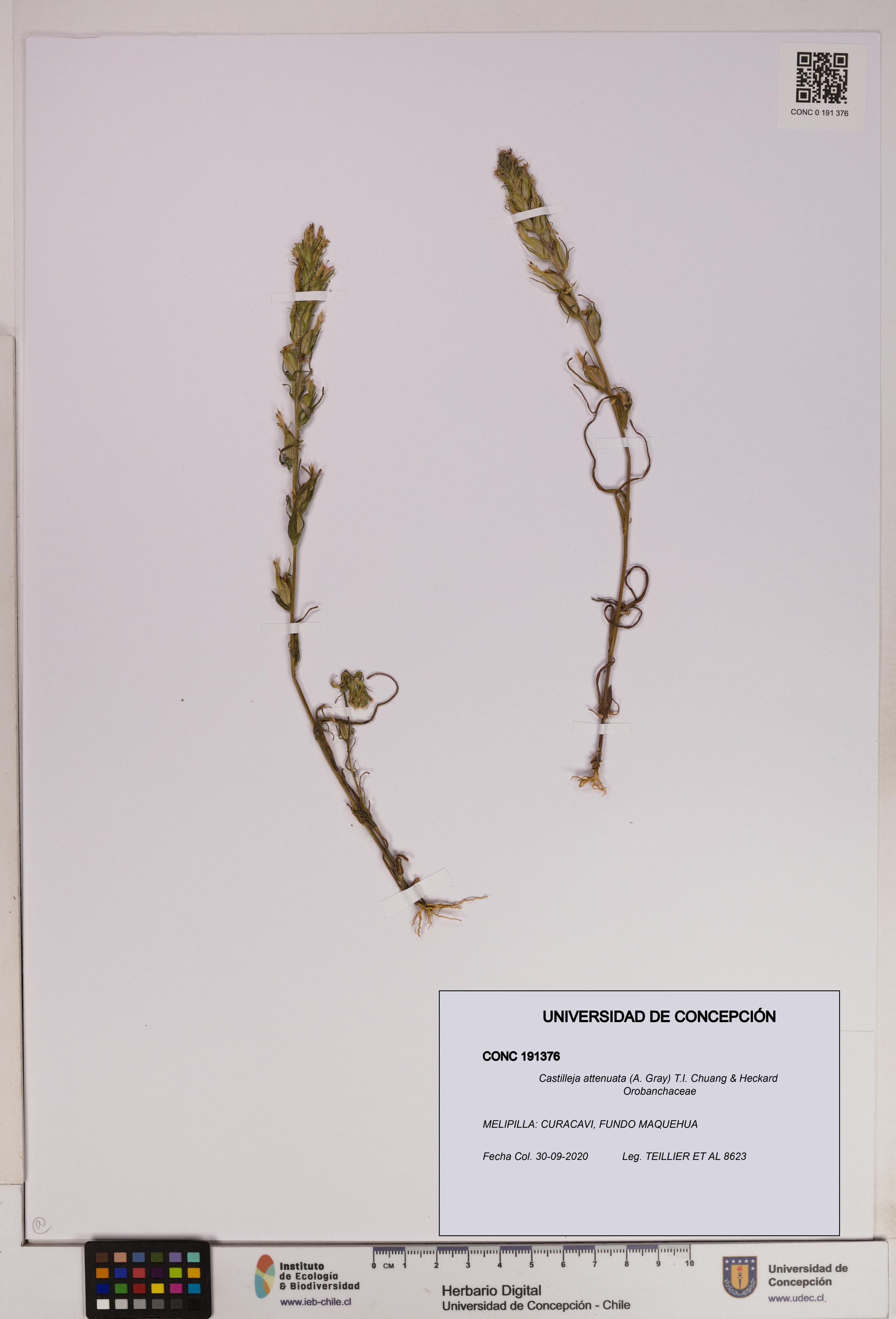 Castilleja attenuata [Espécimen: UDEC:CONC:0191376]