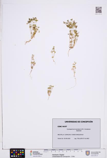 Cyclospermum laciniatum [Espécimen: ]