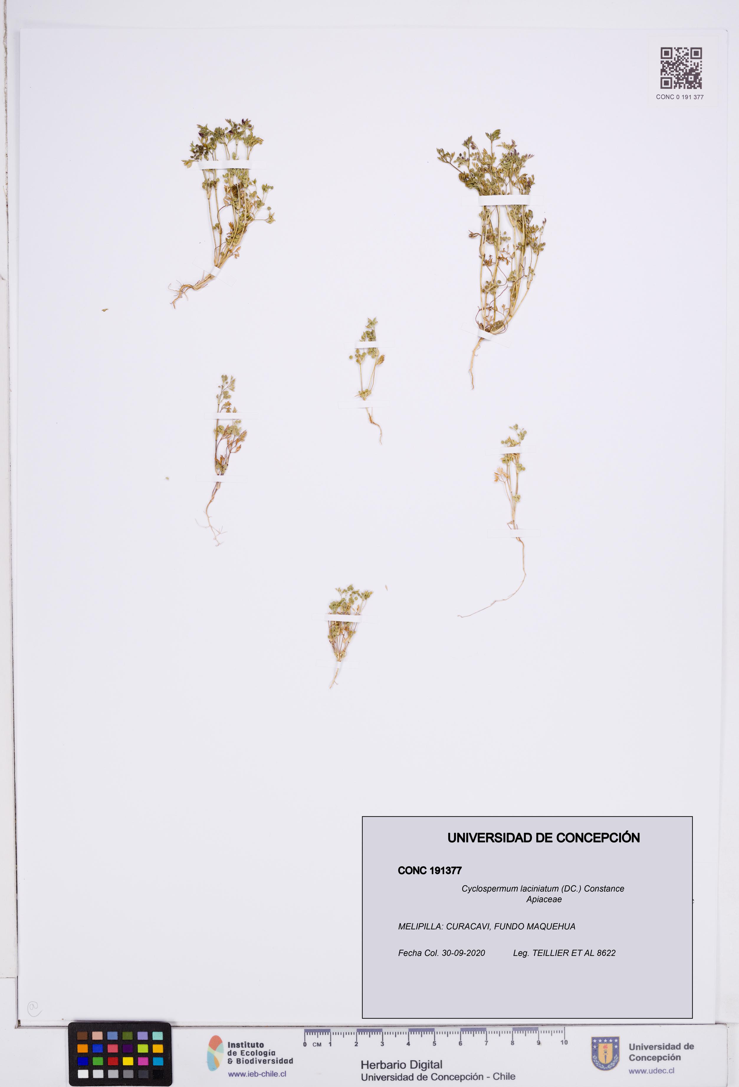 Cyclospermum laciniatum [Espécimen: ]