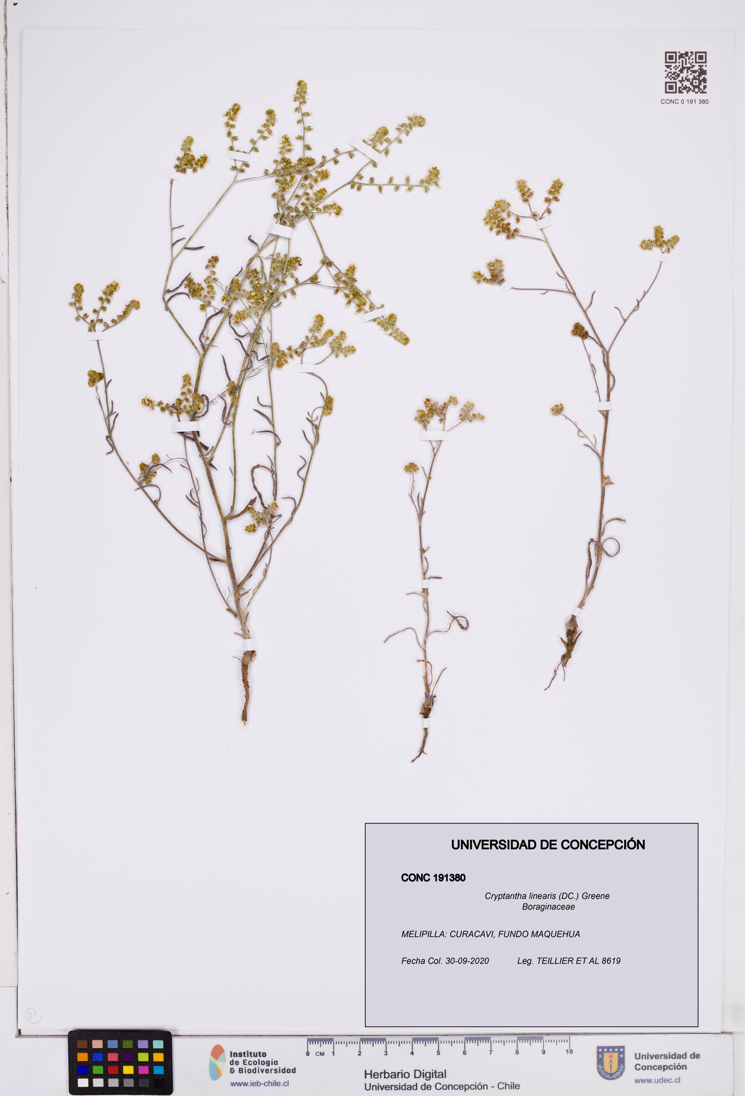 Cryptantha linearis [Espécimen: ]