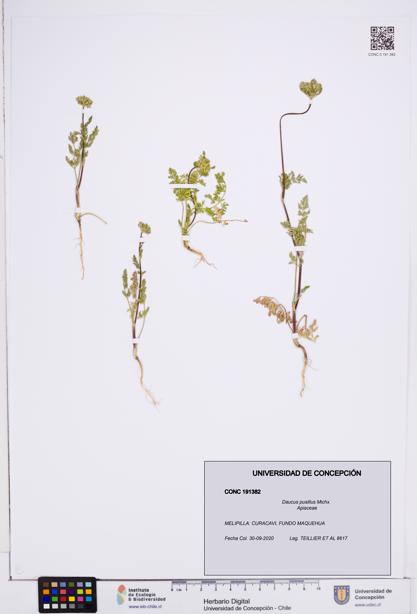Daucus pusillus [Espécimen: ]