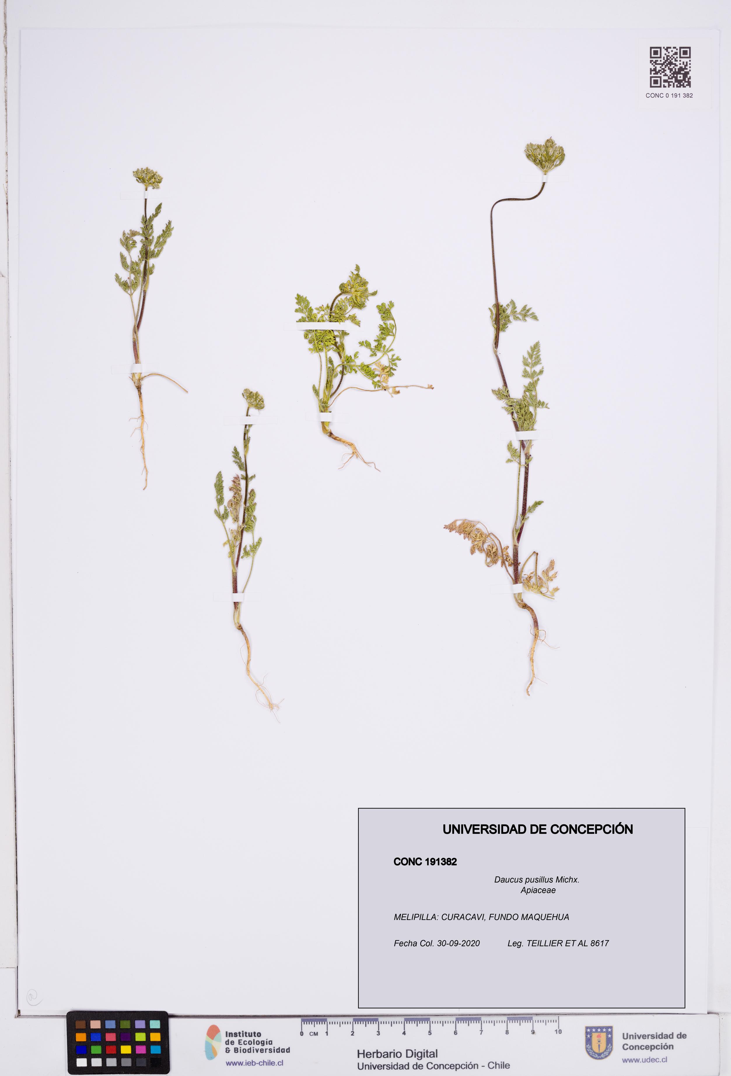 Daucus pusillus [Espécimen: ]