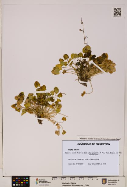Dioscorea humilis subsp. polyanthes [Espécimen: ]