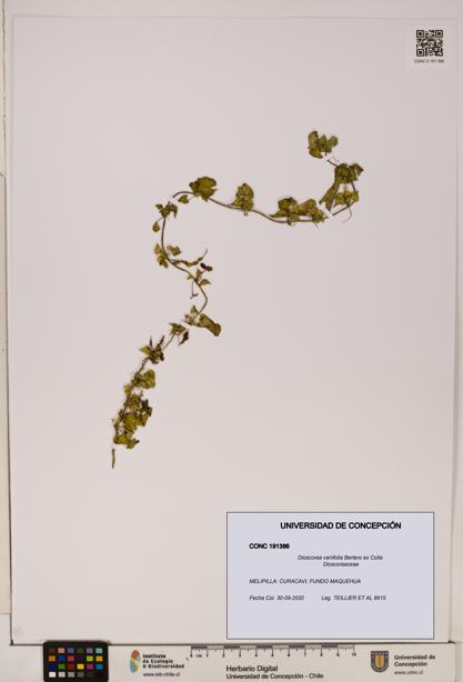 Dioscorea variifolia [Espécimen: ]