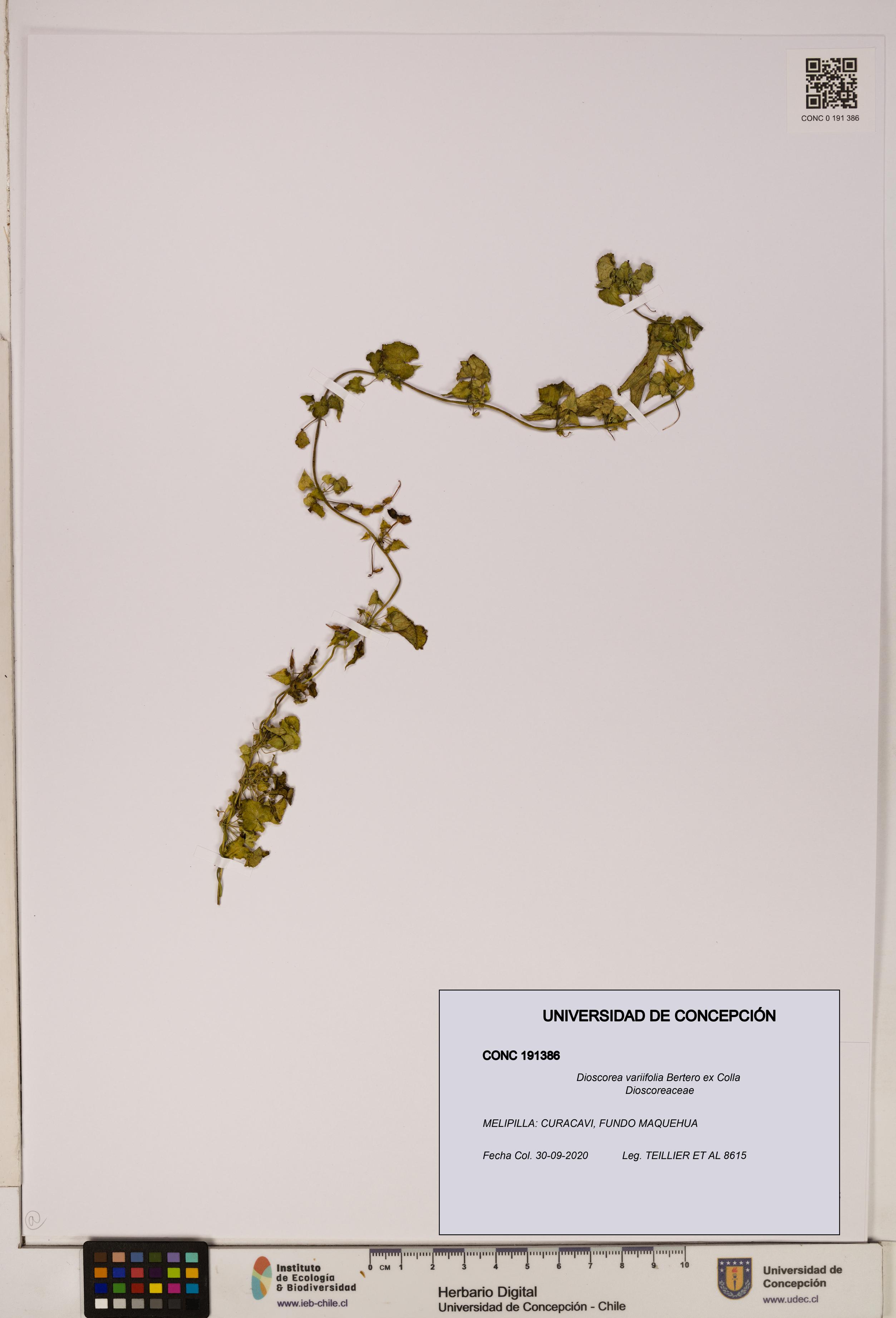 Dioscorea variifolia [Espécimen: ]