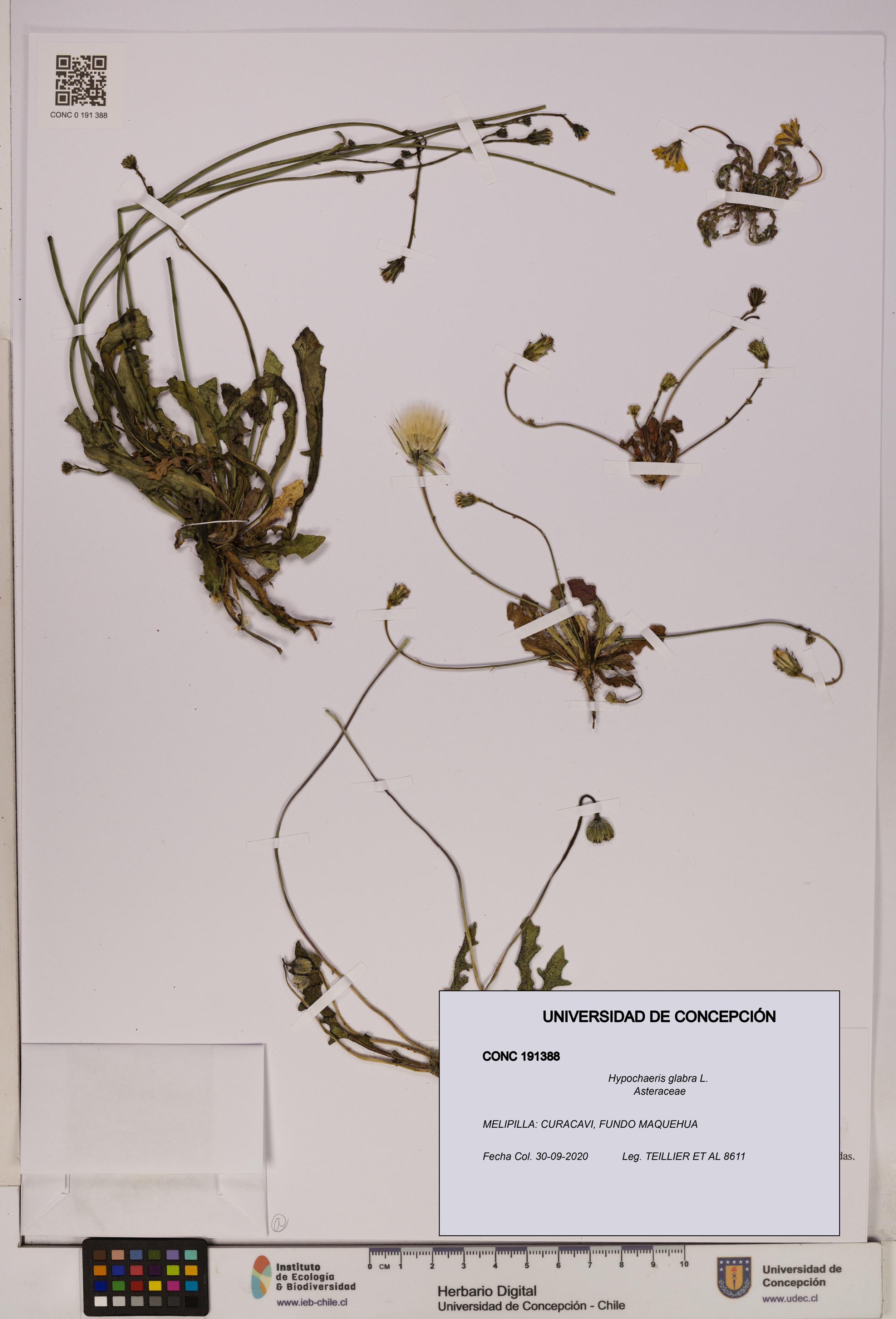 Hypochaeris glabra [Espécimen: UDEC:CONC:0191388]