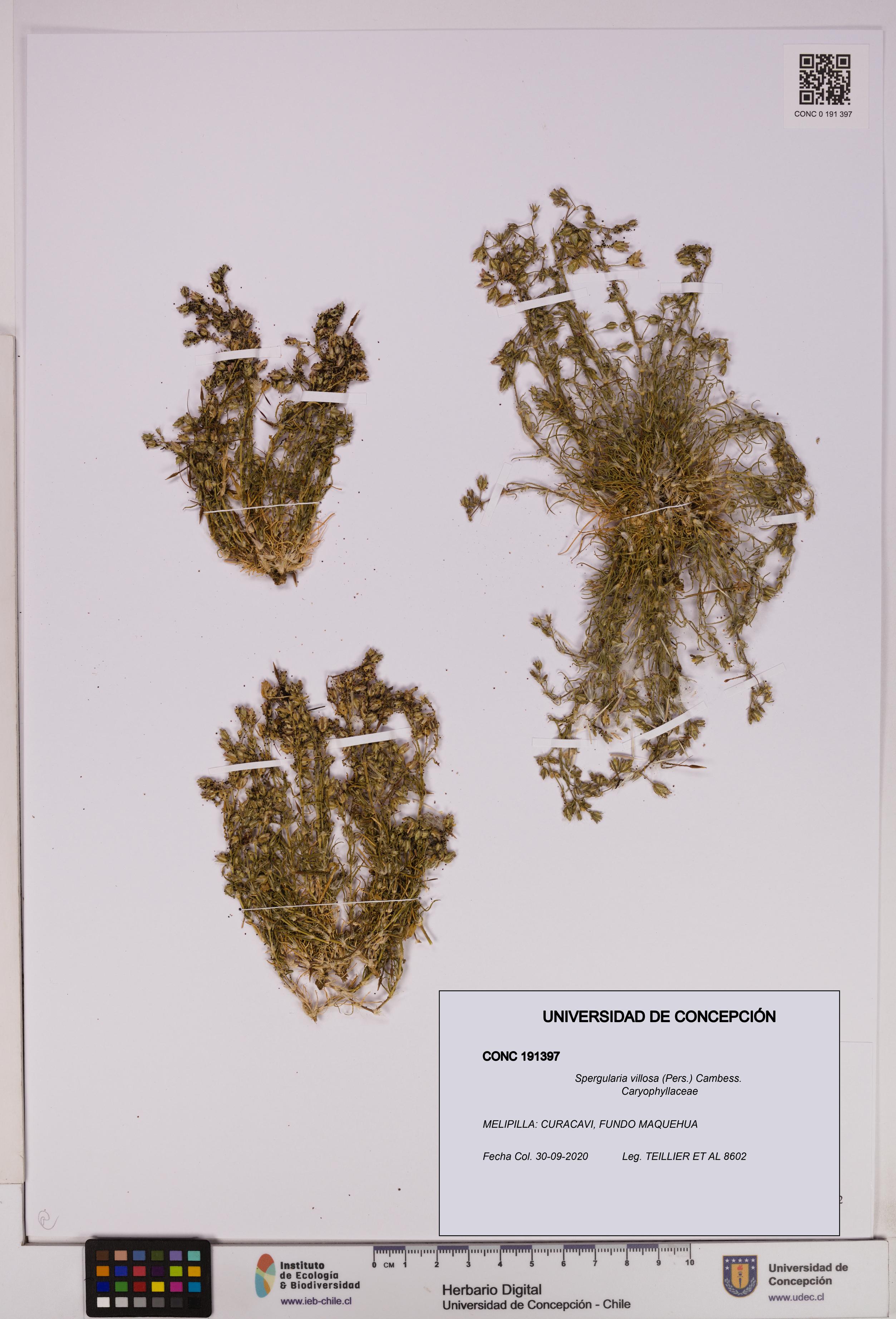 Spergularia villosa [Espécimen: UDEC:CONC:0191397]