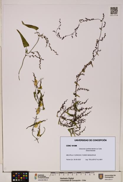 Dioscorea variifolia [Espécimen: ]