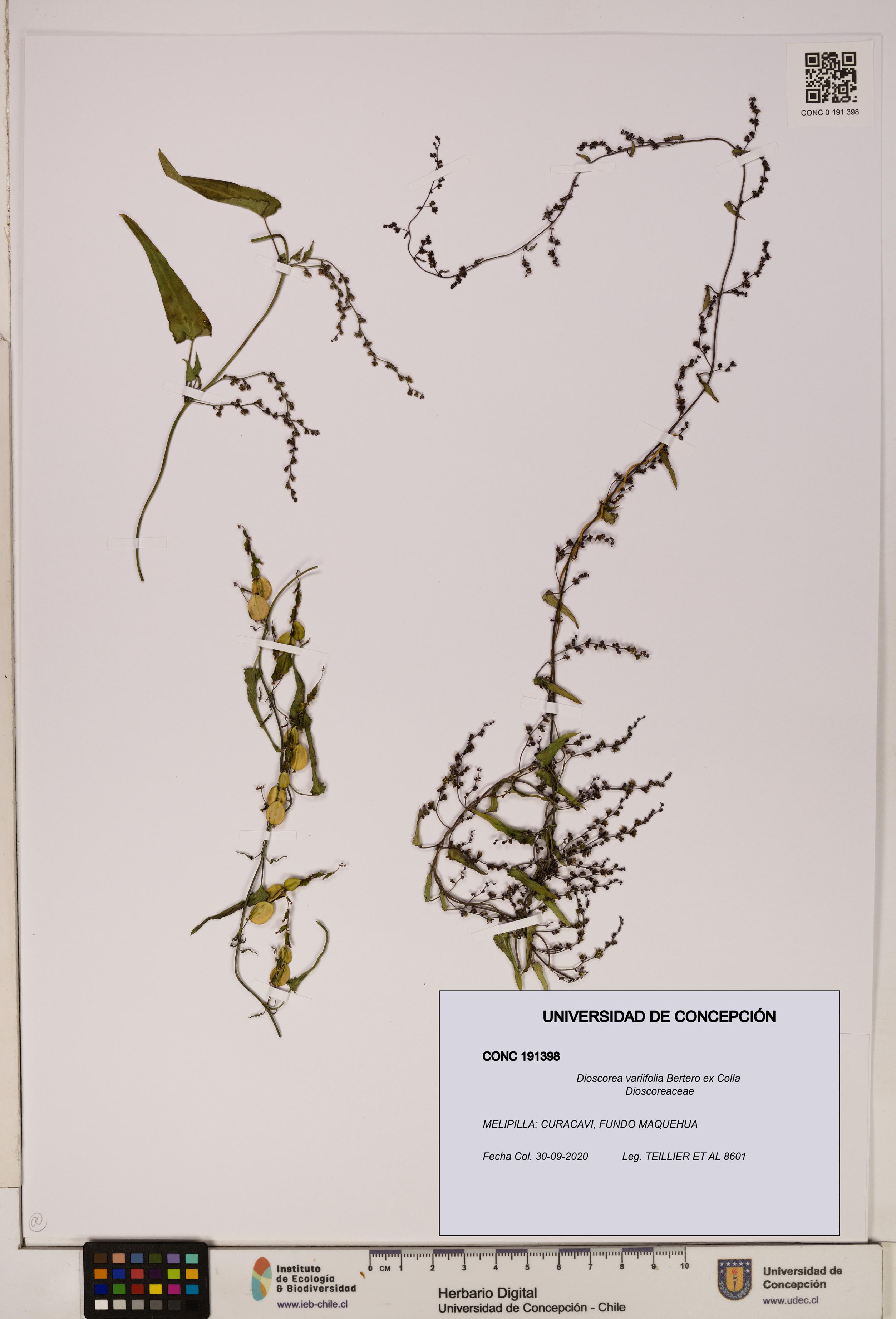 Dioscorea variifolia [Espécimen: ]