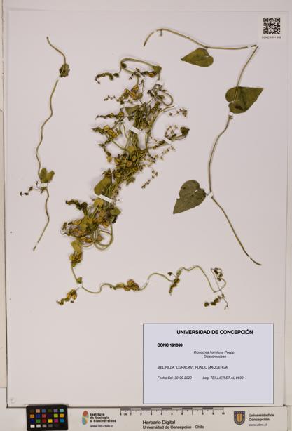 Dioscorea humifusa [Espécimen: ]