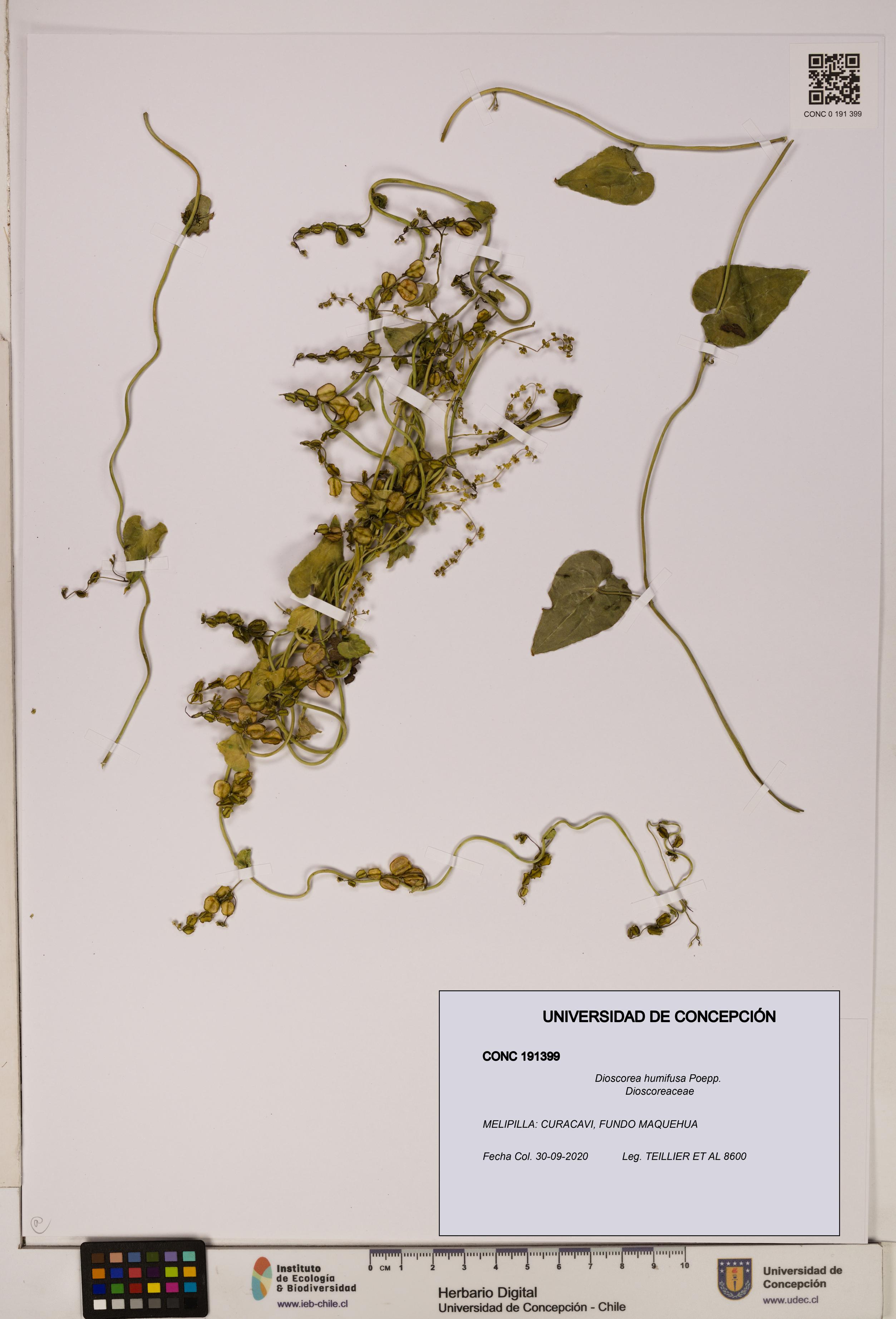 Dioscorea humifusa [Espécimen: ]