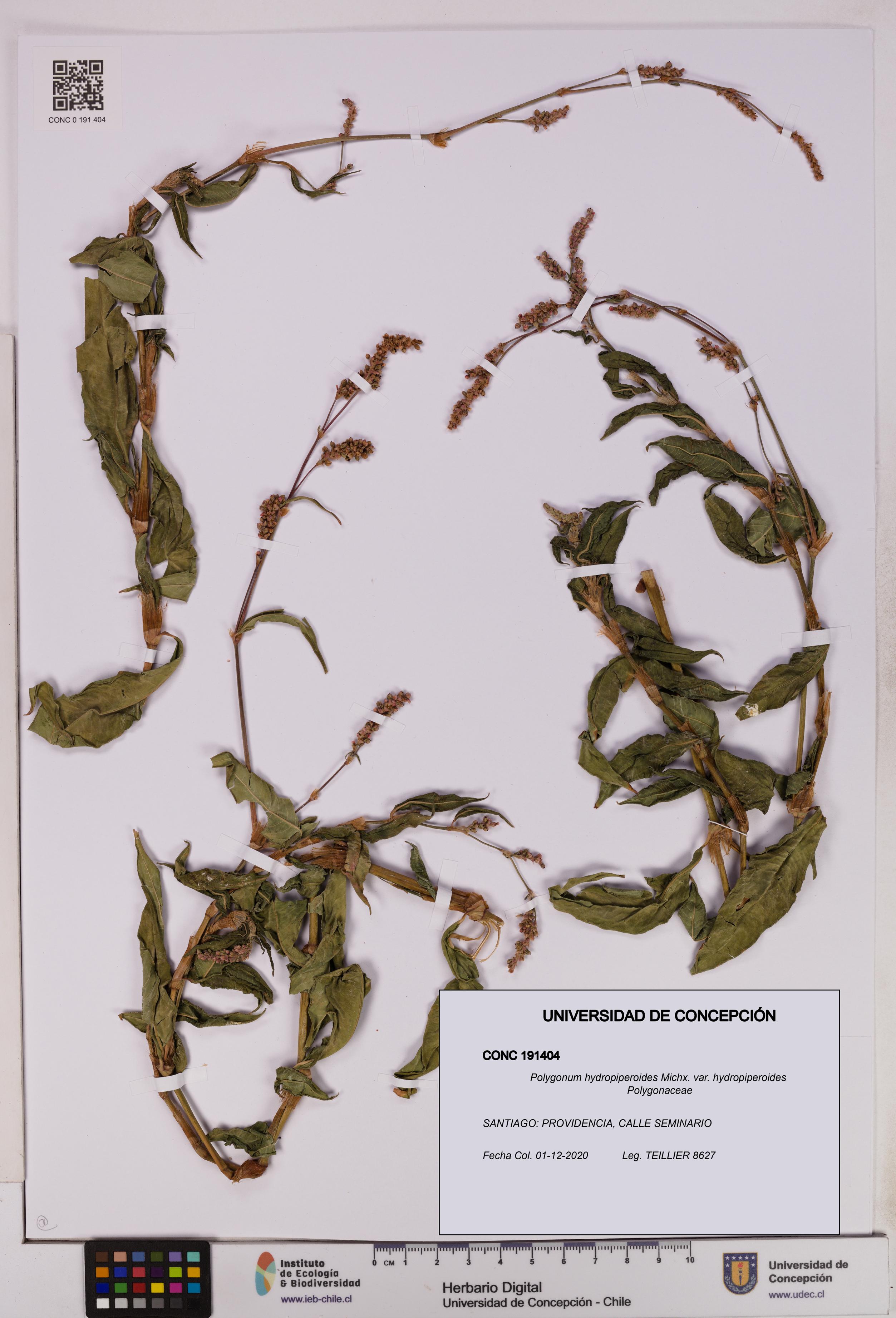 Polygonum hydropiperoides var. hydropiperoides [Espécimen: UDEC:CONC:0191404]