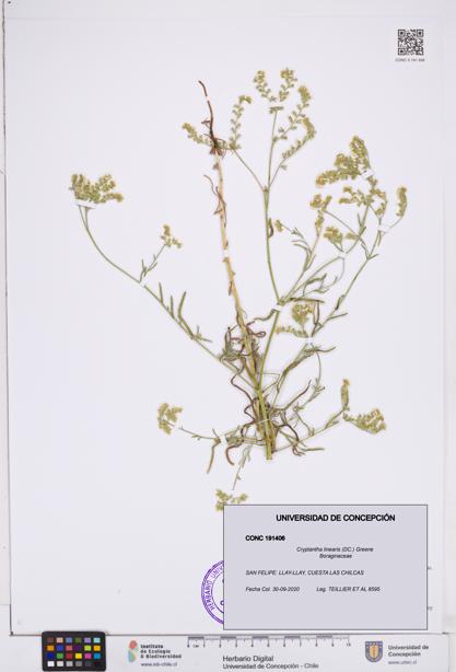 Cryptantha linearis [Espécimen: ]