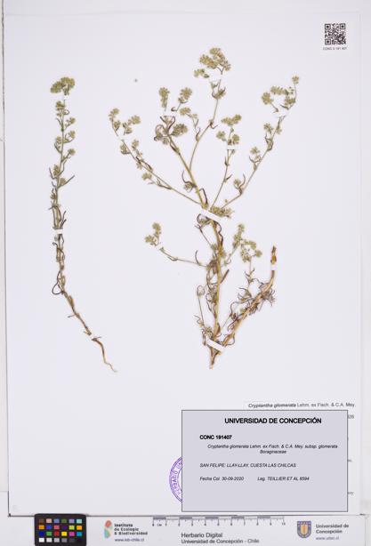 Cryptantha glomerata subsp. glomerata [Espécimen: ]