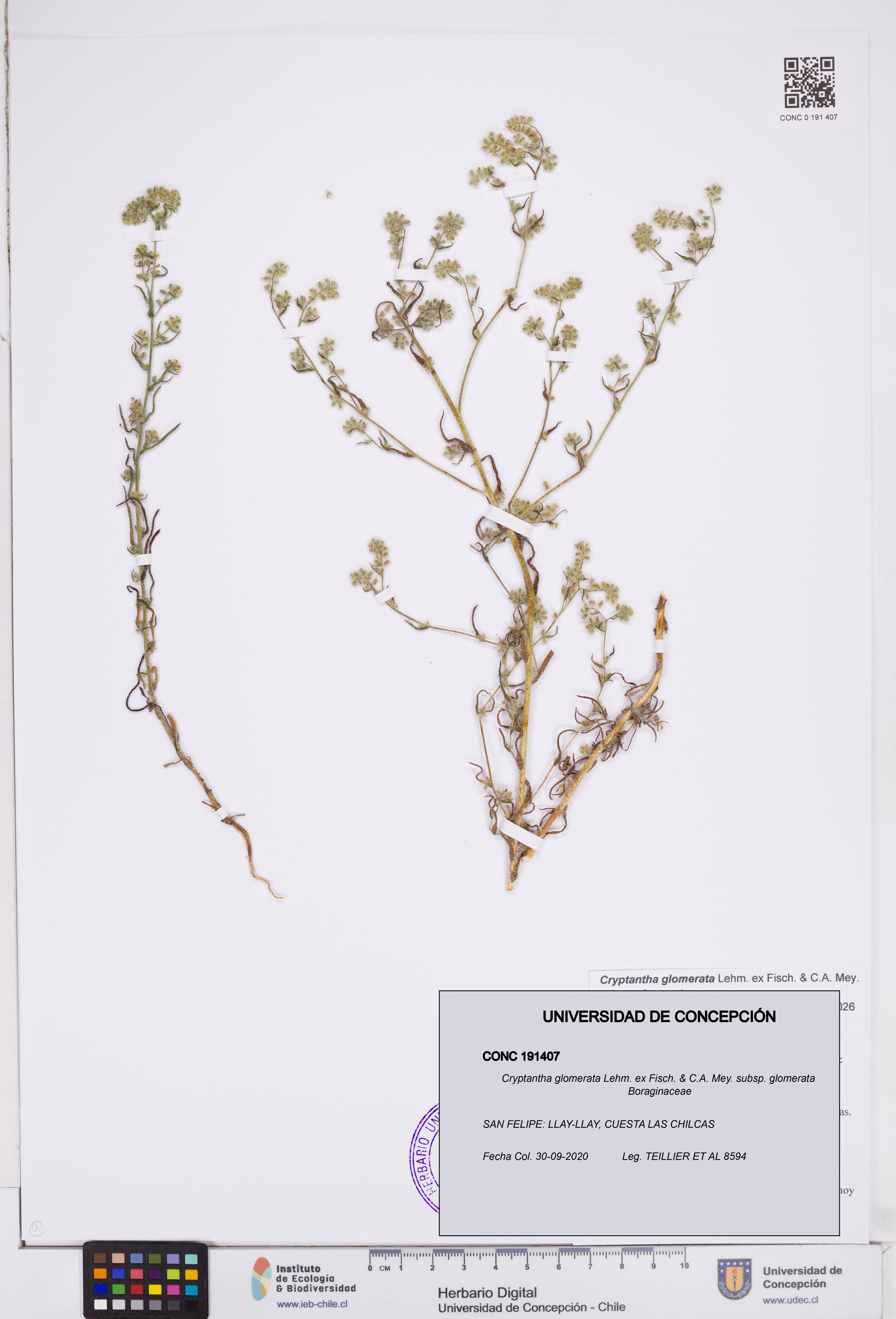 Cryptantha glomerata subsp. glomerata [Espécimen: ]