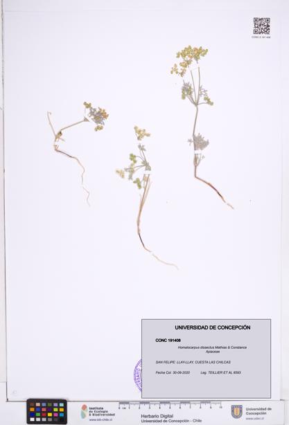 Homalocarpus dissectus [Espécimen: ]