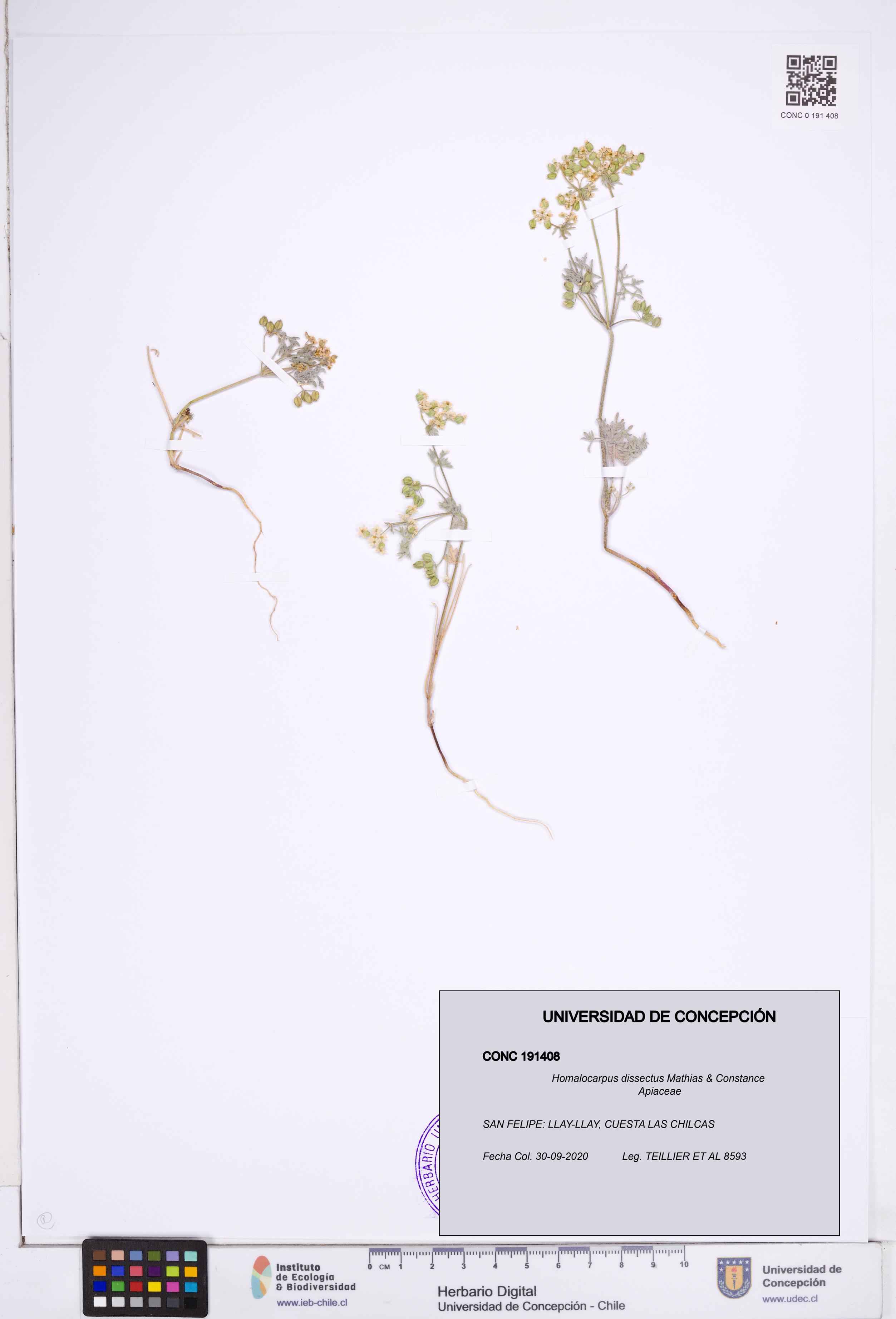 Homalocarpus dissectus [Espécimen: ]