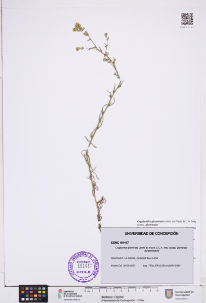 Cryptantha glomerata subsp. glomerata [Espécimen: ]
