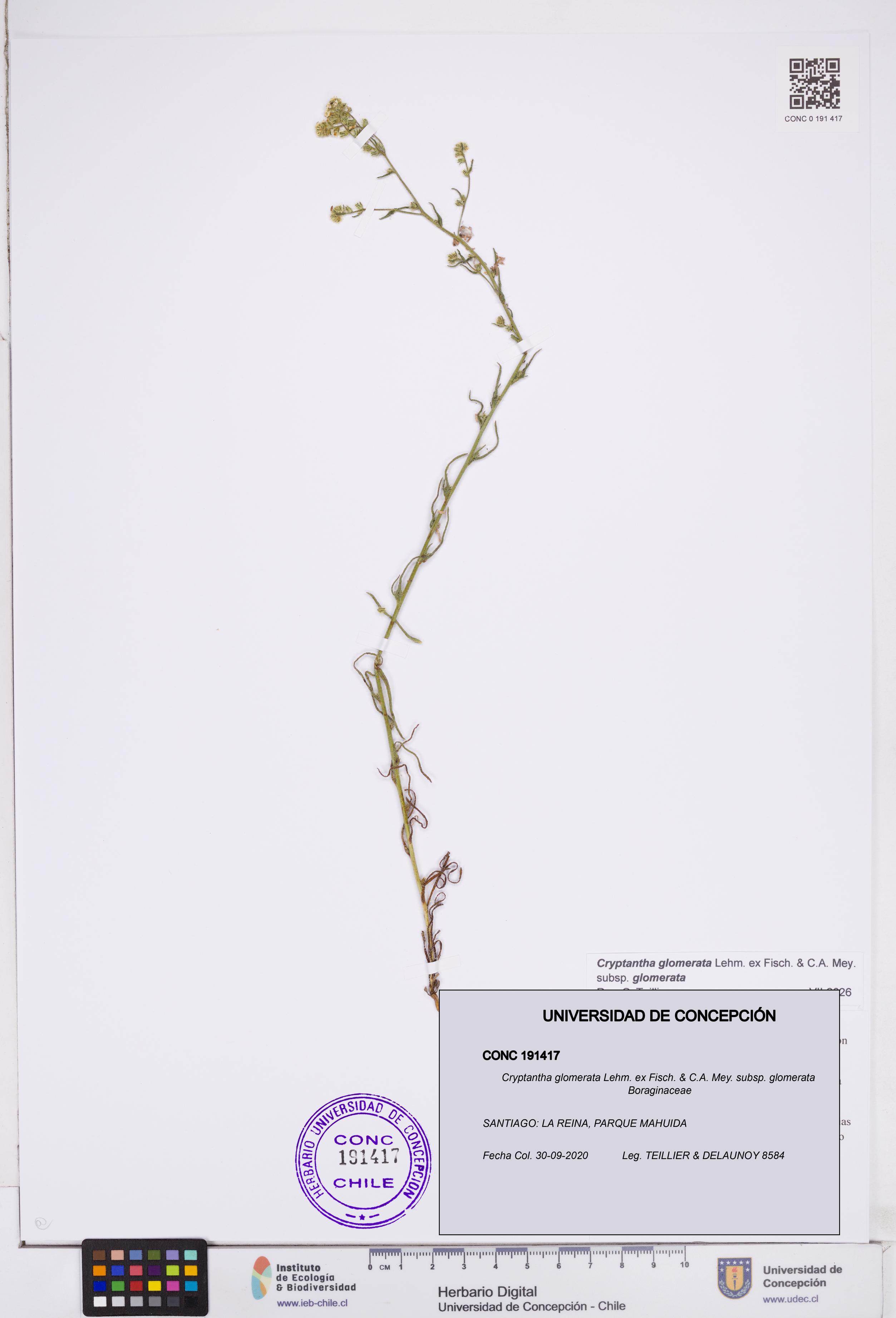 Cryptantha glomerata subsp. glomerata [Espécimen: ]