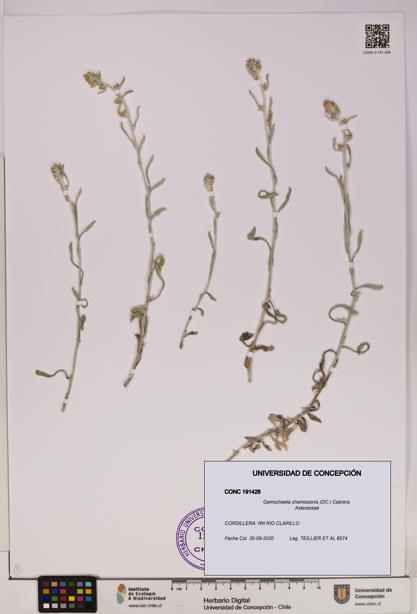 Gamochaeta chamissonis [Espécimen: UDEC:CONC:0191428]