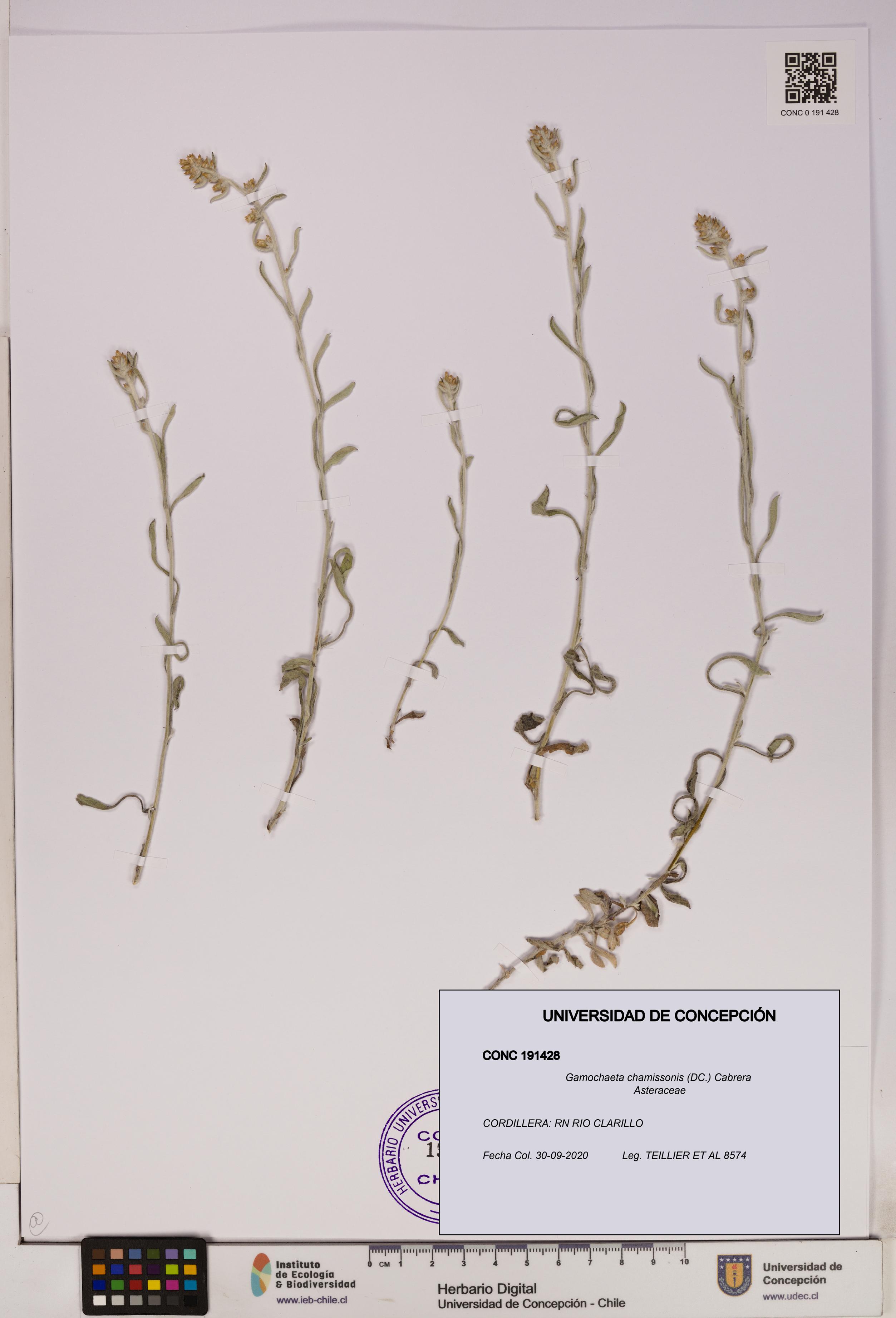 Gamochaeta chamissonis [Espécimen: UDEC:CONC:0191428]