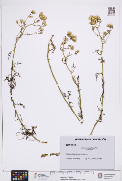 Senecio microphyllus [Espécimen: ]