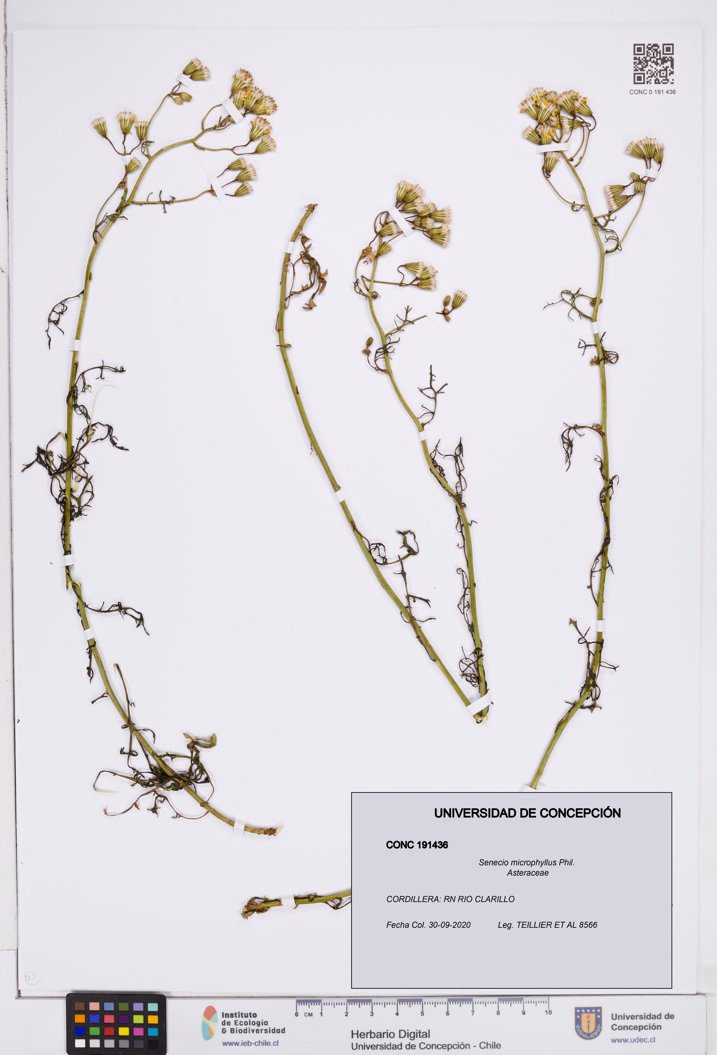 Senecio microphyllus [Espécimen: ]