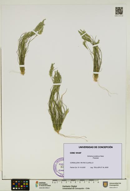 Schismus arabicus [Espécimen: UDEC:CONC:0191437]