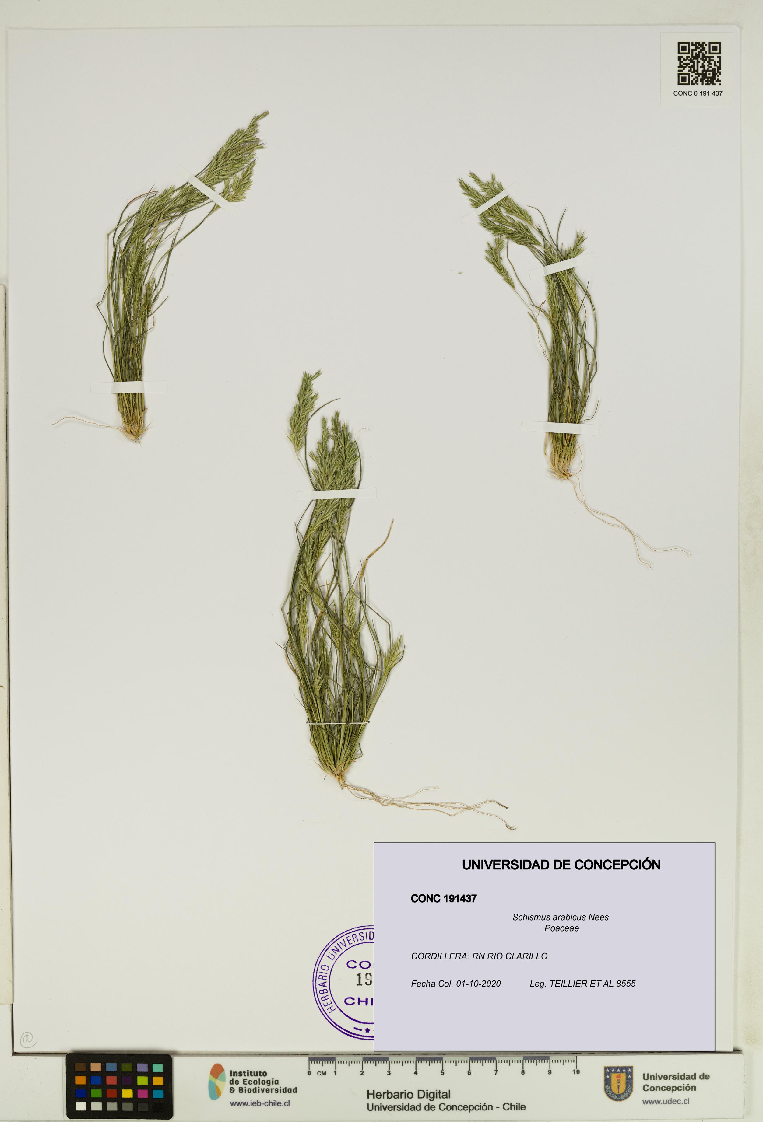 Schismus arabicus [Espécimen: UDEC:CONC:0191437]