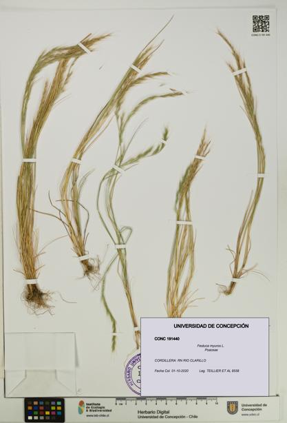 Festuca myuros [Espécimen: UDEC:CONC:0191440]