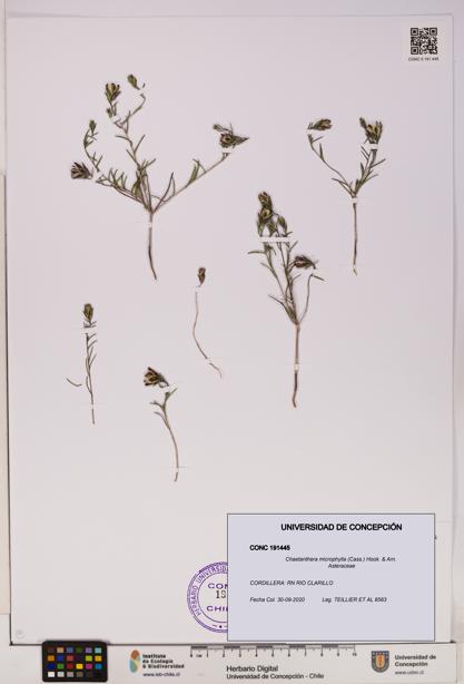 Chaetanthera microphylla [Espécimen: UDEC:CONC:0191445]