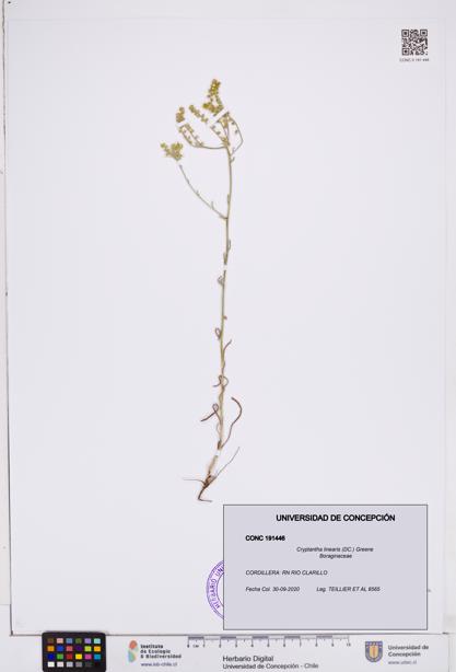 Cryptantha linearis [Espécimen: ]