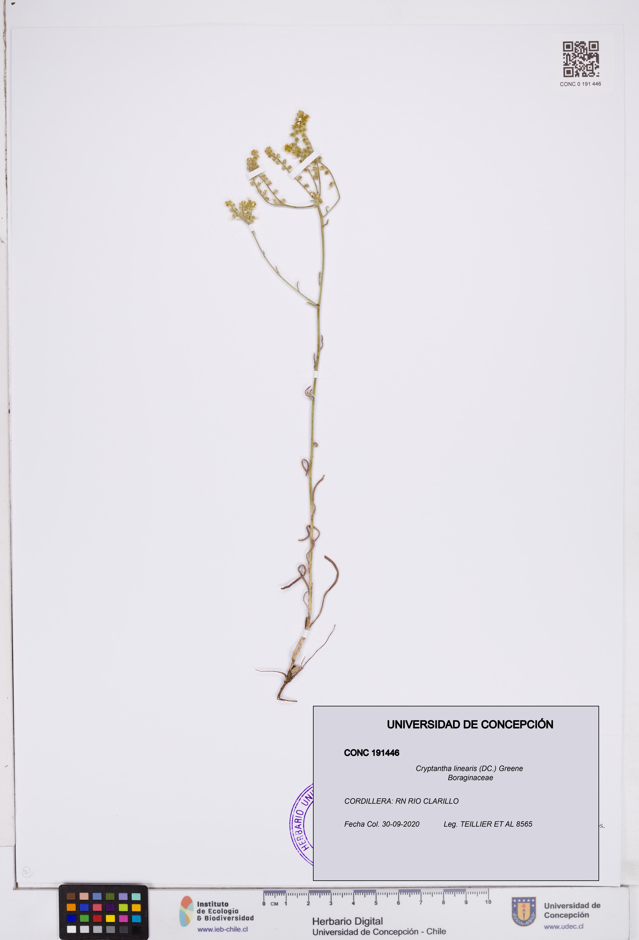 Cryptantha linearis [Espécimen: ]