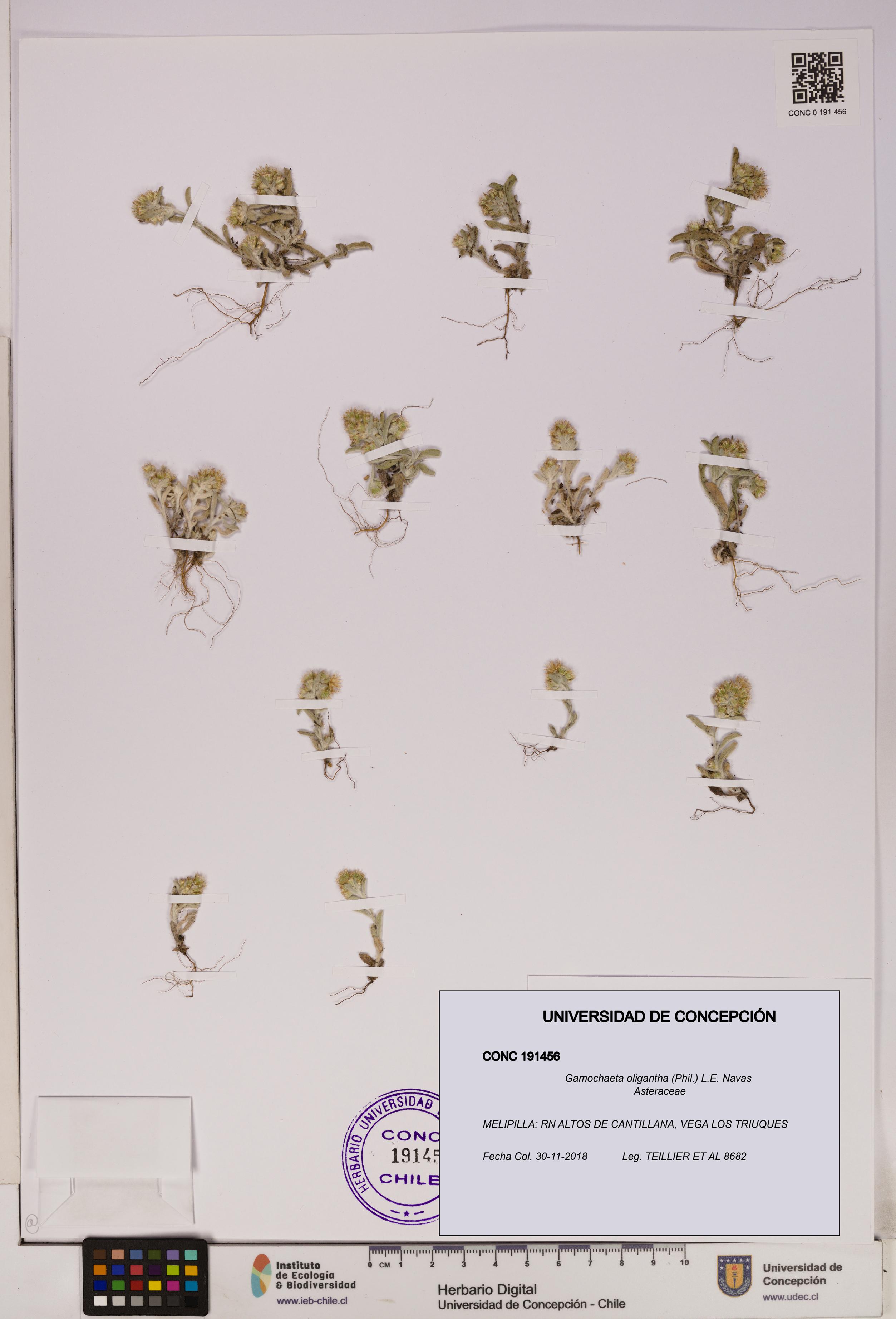 Gamochaeta oligantha [Espécimen: UDEC:CONC:0191456]
