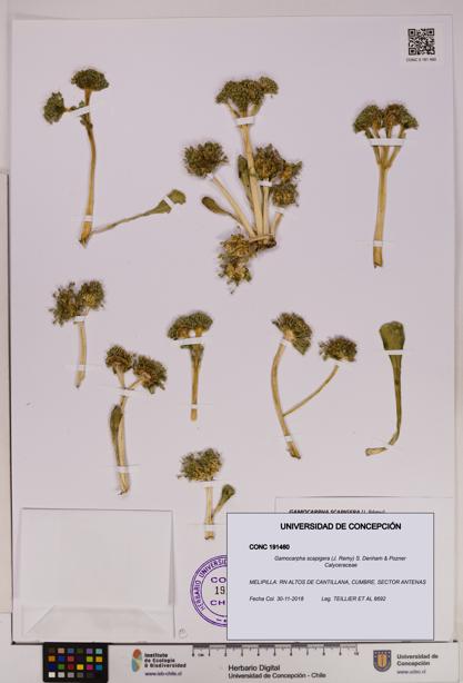 Gamocarpha scapigera [Espécimen: UDEC:CONC:0191460]