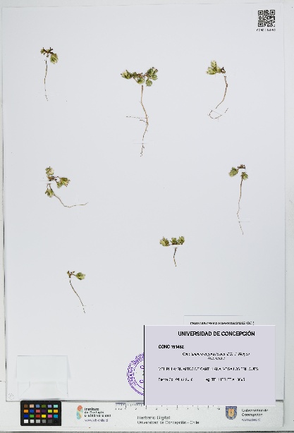 Chaetanthera euphrasioides [Espécimen: UDEC:CONC:0191462]